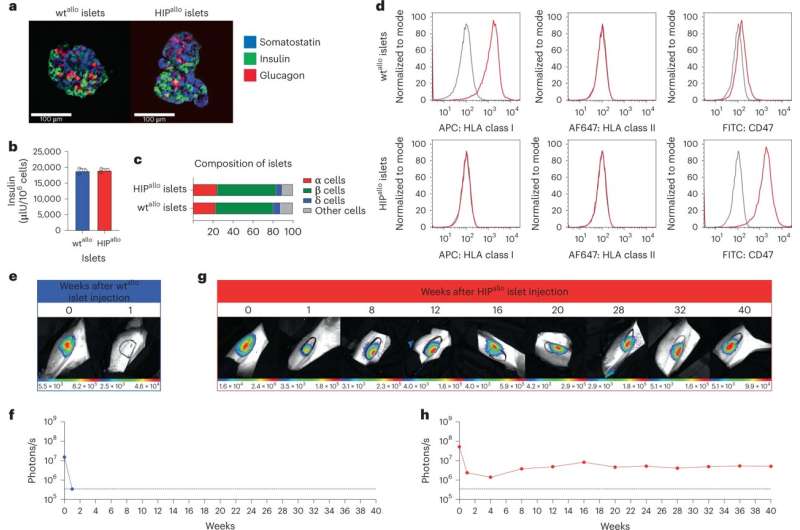 同种异体HIP胰岛实现长期存活。