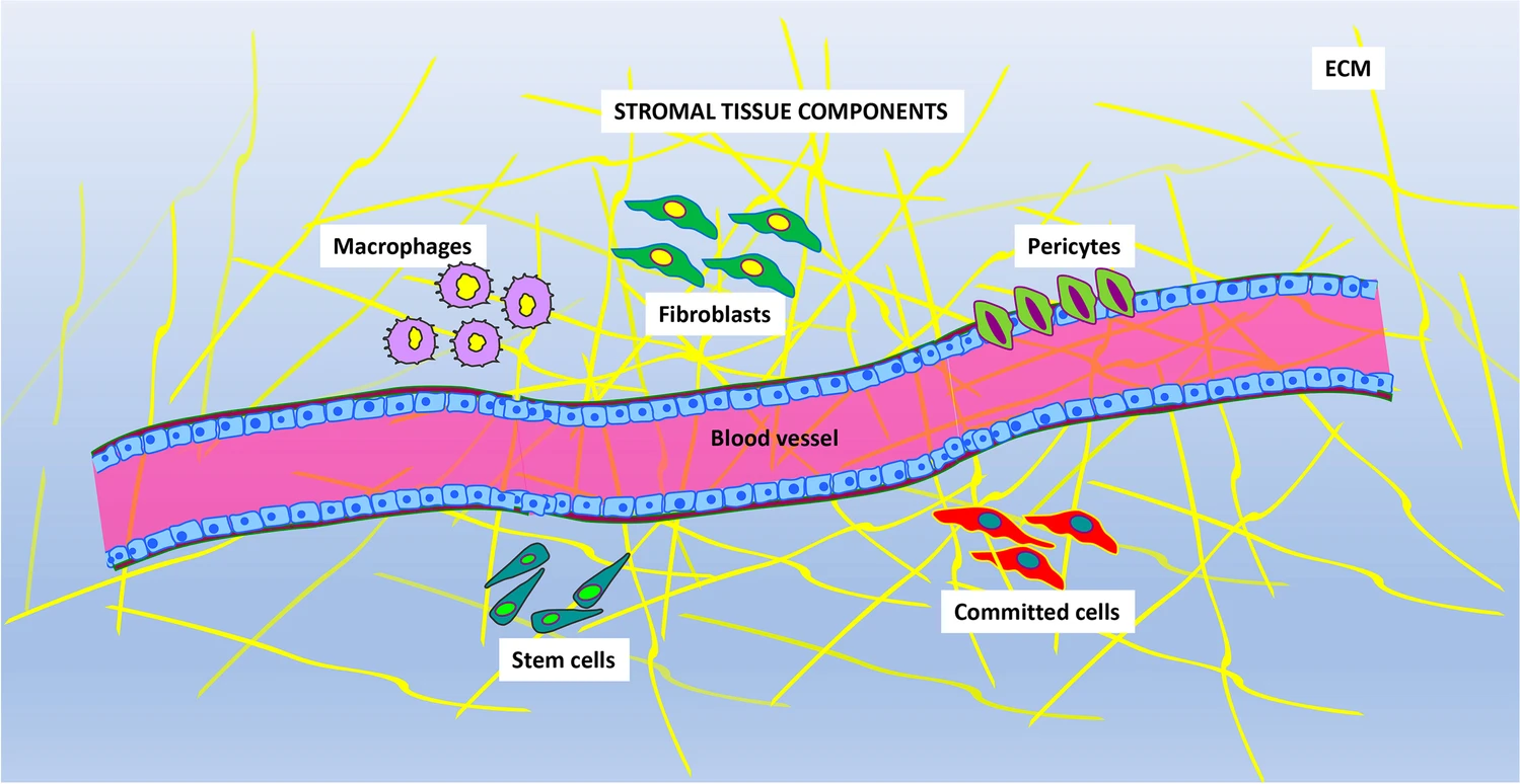 图片显示存在于基质组织中的主要成分。不同的细胞表型与血管和细胞外基质 (ECM) 成分混合在一起。主要的细胞类型是:巨噬细胞、成纤维细胞、周细胞、定向细胞和干细胞 图片显示存在于基质组织中的主要成分。不同的细胞表型与血管和细胞外基质 (ECM) 成分混合在一起。主要的细胞类型是:巨噬细胞、成纤维细胞、周细胞、定向细胞和干细胞