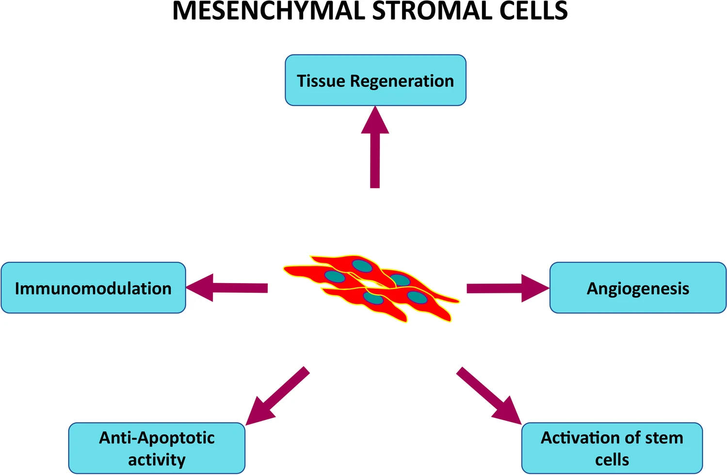 MSC在细胞治疗中的作用机制总结 MSC在细胞治疗中的作用机制总结