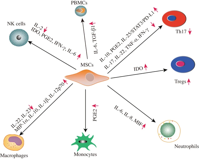 图2：适应性免疫和先天免疫中免疫调节的旁分泌活性。