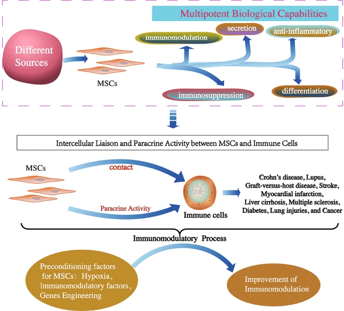 间充质干细胞的免疫调节机制和治疗潜力