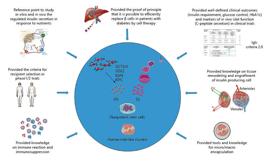 图2：胰岛移植对1型糖尿病干细胞衍生β细胞疗法的贡献。