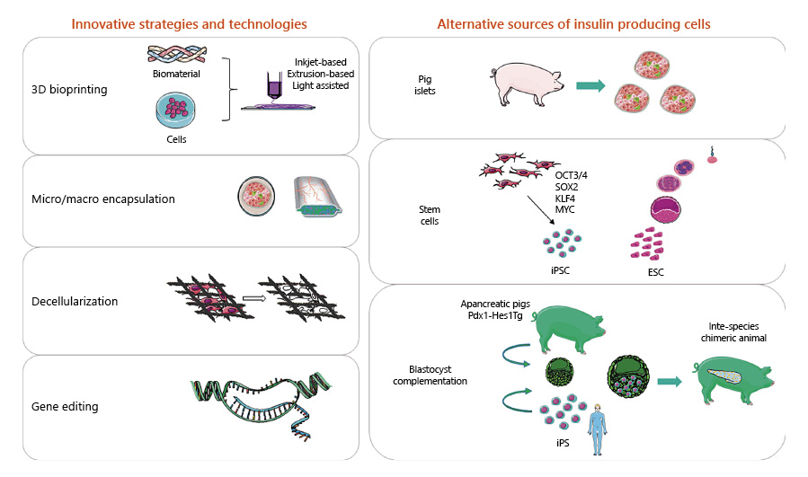 图1：用于替代β细胞的胰岛素生成细胞的创新技术和替代来源。