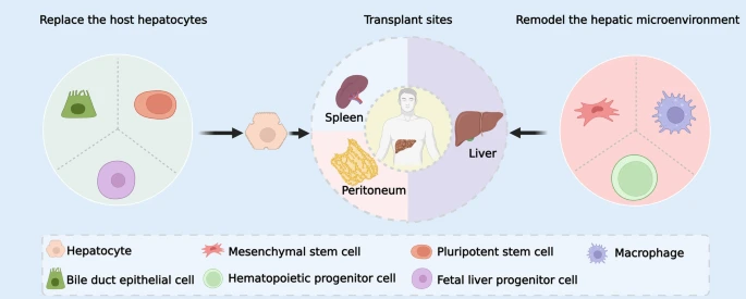 图1：细胞治疗的细胞来源和进入途径。替换和重塑是细胞治疗肝病的的两个主要途径。