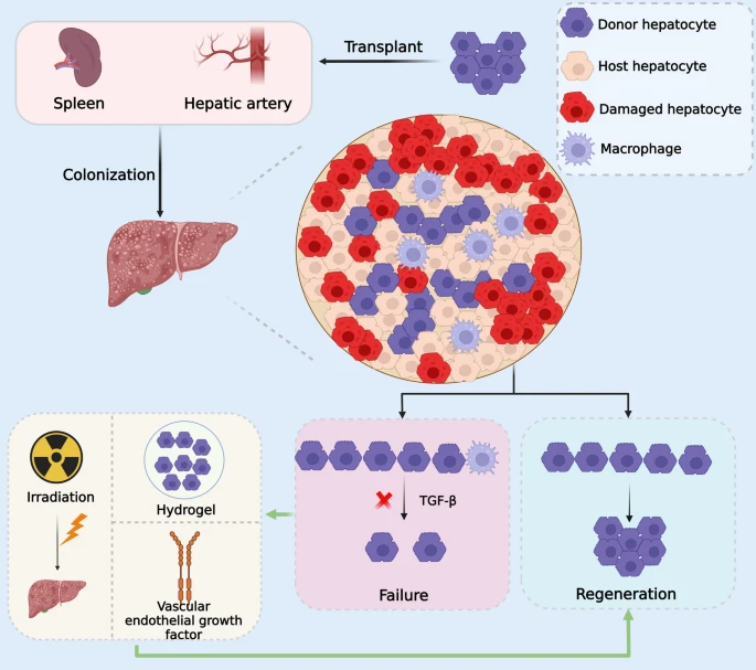 图3：肝细胞移植的优化