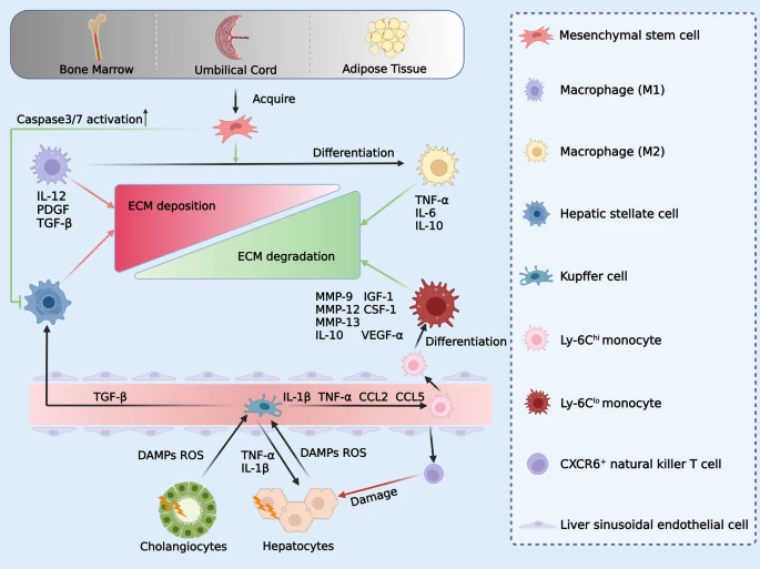 图2：间充质干细胞和巨噬细胞减少肝脏中的ECM沉积。