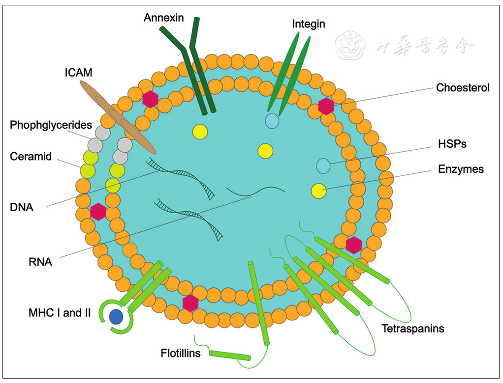 图2：外泌体来源的间充质干细胞示意图。