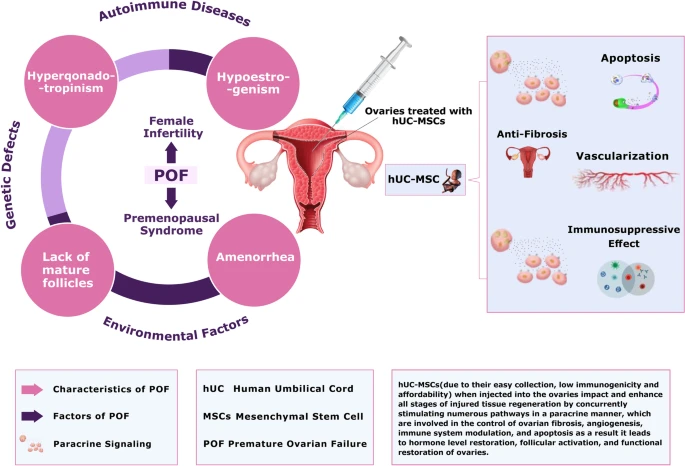 间充质干细胞治疗卵巢早衰的治疗潜力