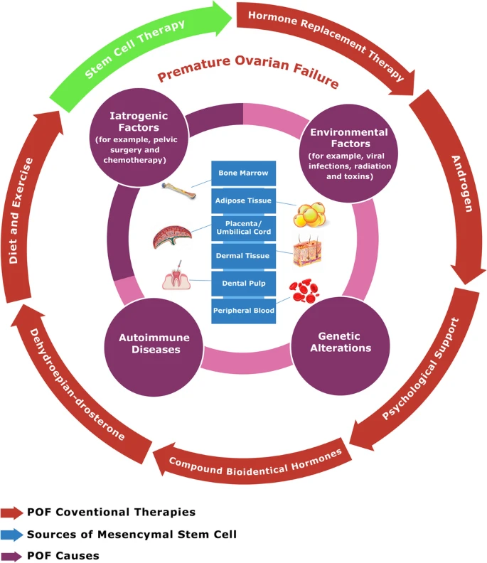 POF的致病因素、主要原因（和治疗方案以及干细胞治疗）以及间充质干细胞的来源