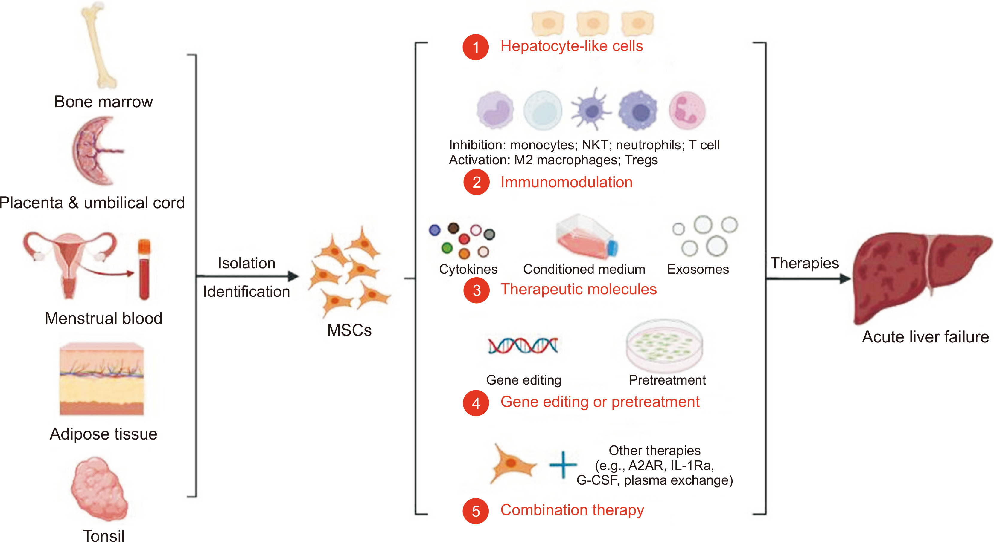 间充质干细胞（MSCs）治疗急性肝功能衰竭的机制和程序改进