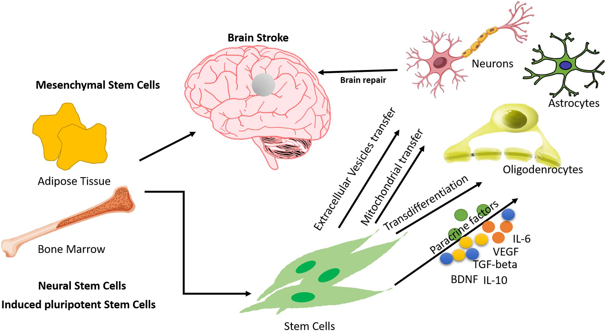 图1：间充质干细胞治疗中风的作用机制