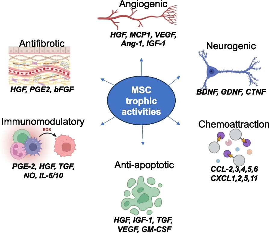 间充质干细胞的功能：间充质干细胞的关键营养功能和参与组织修复和免疫调节的生物活性因子的示意图