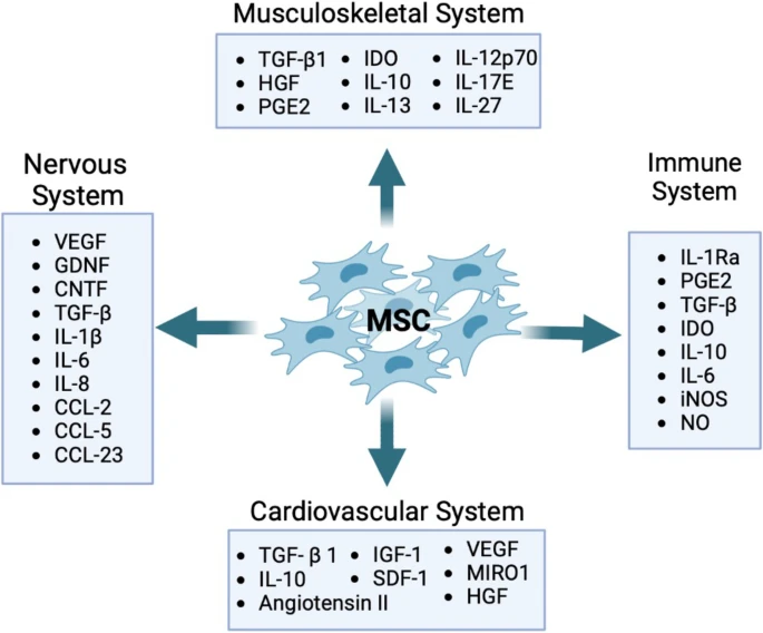 MSC在临床应用中管理的关键疾病系统：示意图显示参与肌肉骨骼、神经、免疫和心血管系统组织修复和再生的重要分子参与者