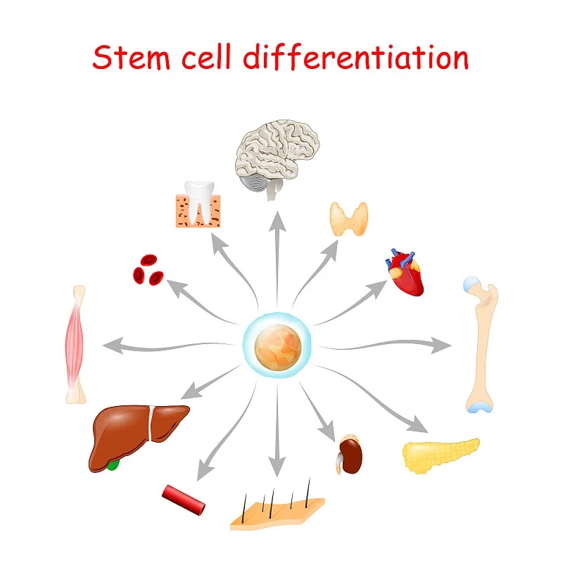 间充质干细胞的鉴定、表征和组织来源及临床应用