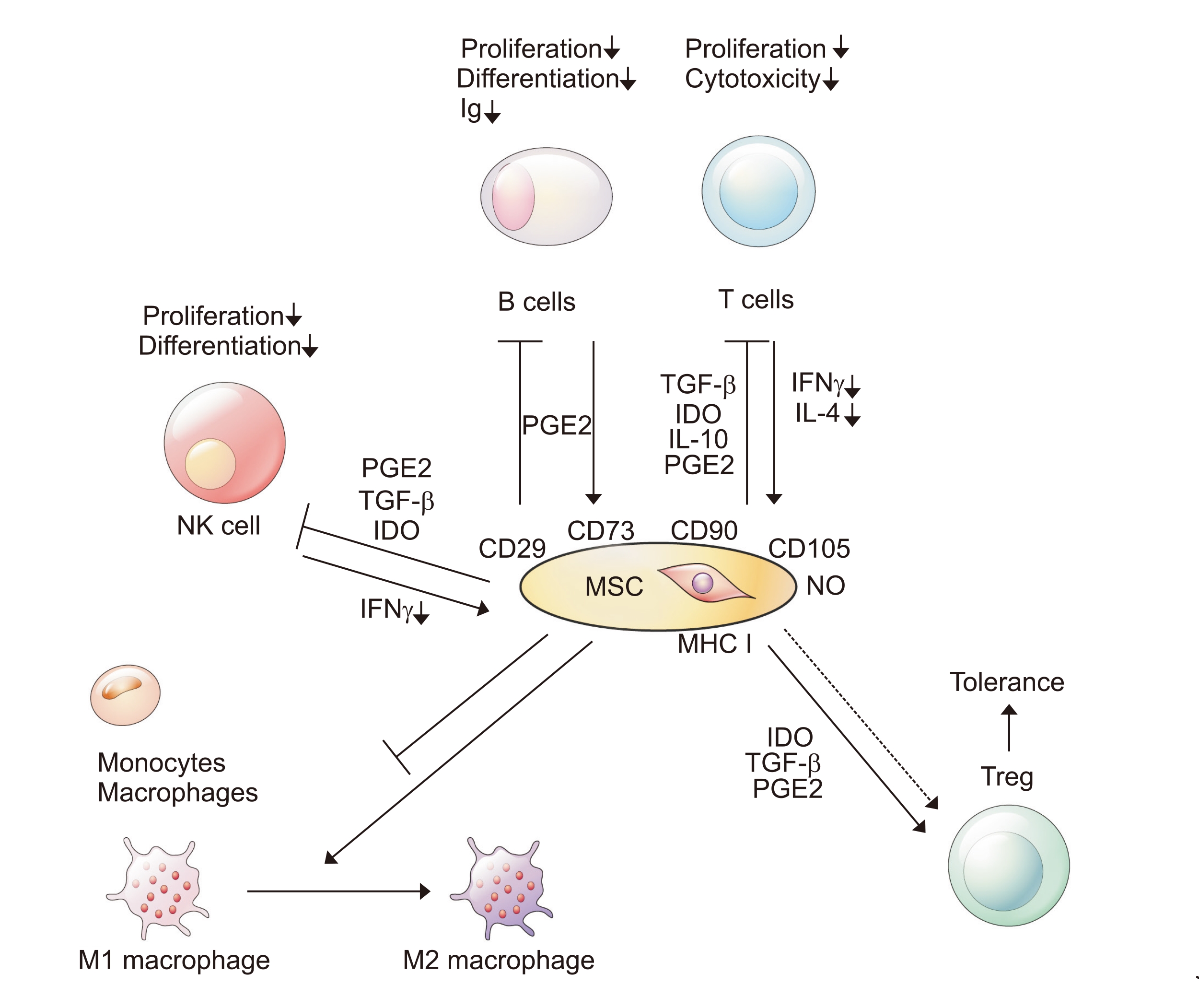 间充质干细胞（MSC）移植对肝脏疾病的免疫调节作用发生在多个层面。