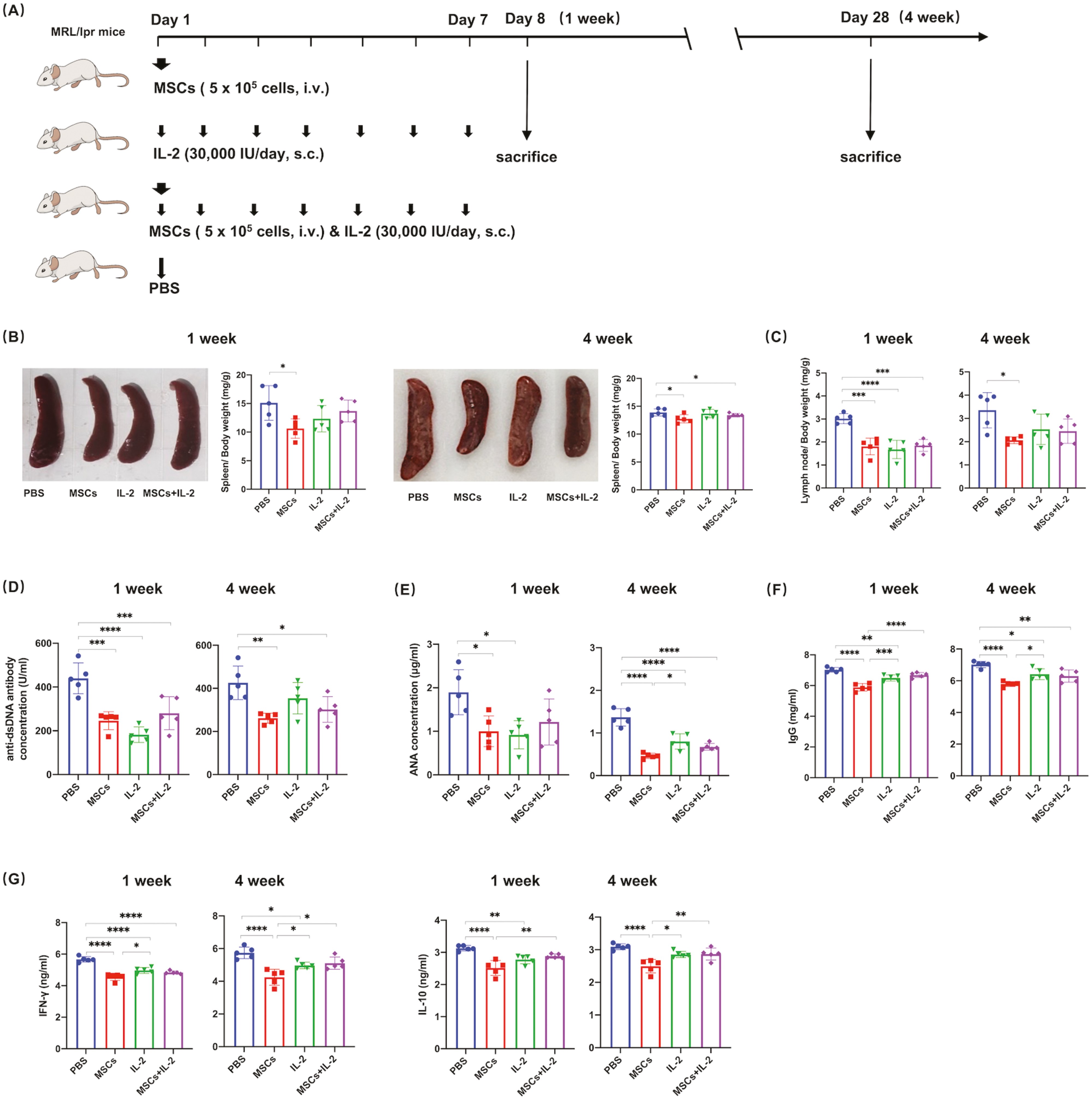 图1：UC-MSC或低剂量IL-2治疗可减轻MRL/lpr小鼠的狼疮疾病