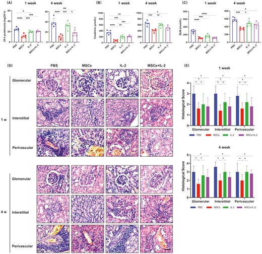 图2：UC-MSCs治疗可长期缓解肾损伤