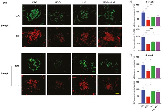 图3：UC-MSCs治疗维持了对免疫复合物沉积的长期抑制