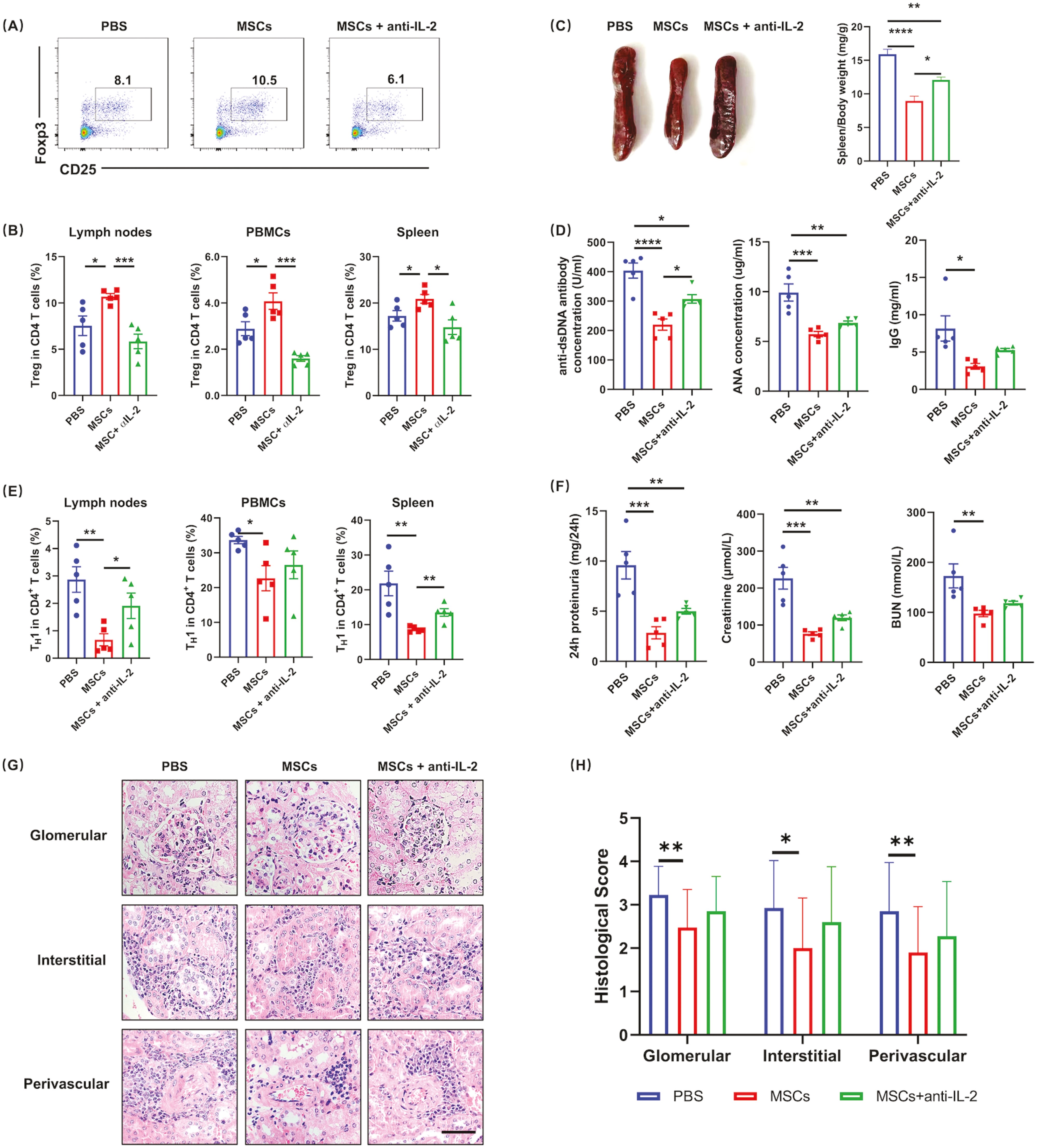 图6：IL-2的中和显着损害了MSC对SLE的治疗效果