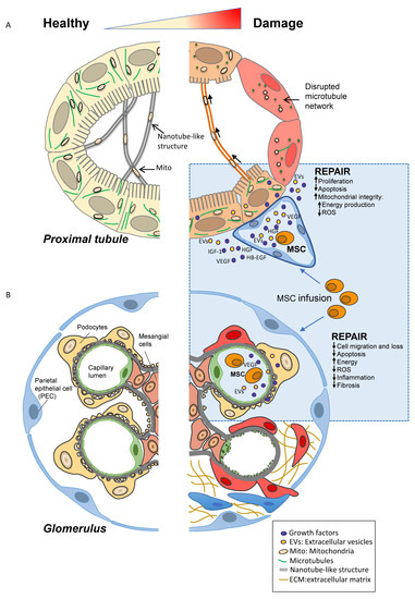 图2：间充质干细胞的肾脏疾病治疗的作用机制。图示描述了基于MSC的疗法在 (A) 急性肾损伤和 (B) 慢性肾病中的作用机制。