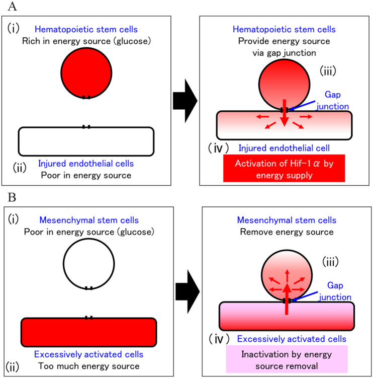 图3：干细胞移植治疗机制示意图。