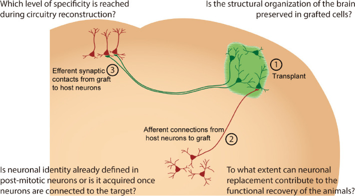 图1：该方案说明了有关神经元替换的三个方面（从1到3）以及文本中讨论的四个问题（每个角一个）。在脑修复细胞疗法的假设模型中，移植的细胞以绿色显示，宿主神经元以红色显示。