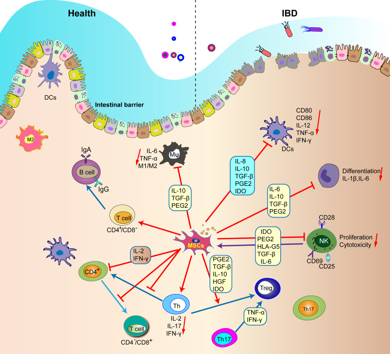 图1：间充质干细胞调节肠道内所有免疫细胞的功能。