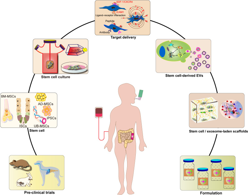 图2：基于干细胞治疗炎症性肠病的策略