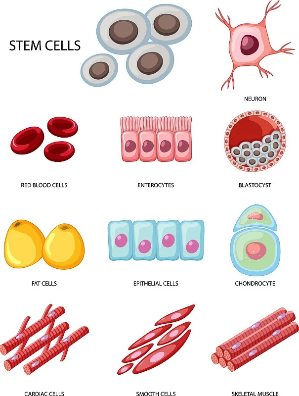 间充质干细胞作为细胞治疗、基因治疗和组织工程的关键工具