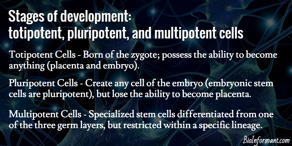 全能 多能 全能 多能