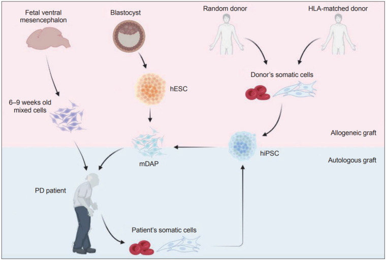 图1：帕金森病 (PD) 细胞替代疗法的潜在细胞来源比较。