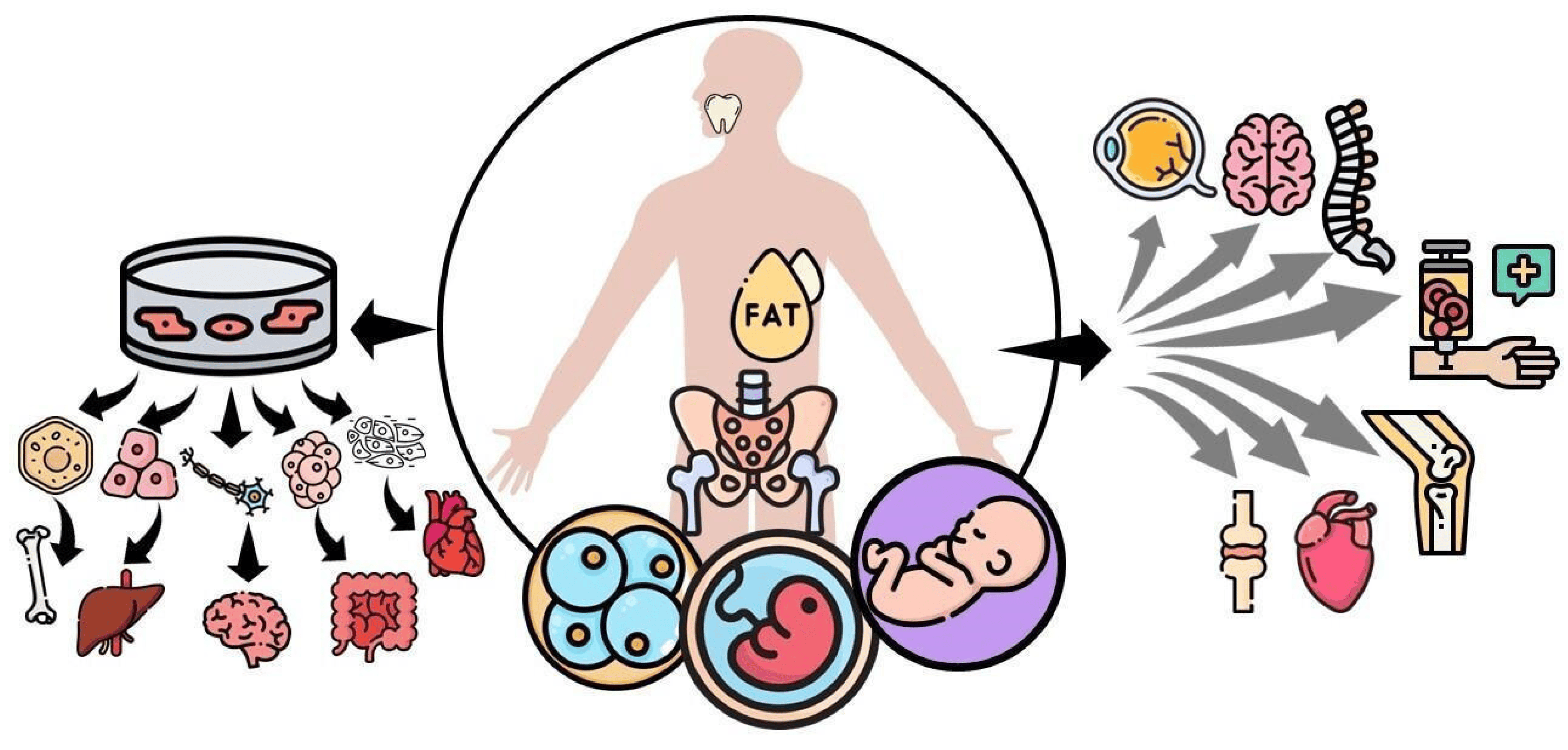 图1：间充质干细胞 (MSC) 可根据提取时的发育阶段进行分类，例如胚胎、胎儿、婴儿或成人间充质干细胞。