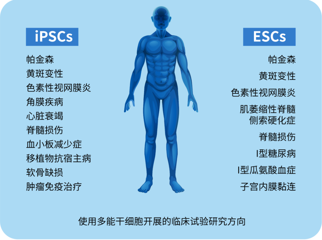 多能干细胞及其当前在医学中的应用 多能干细胞及其当前在医学中的应用