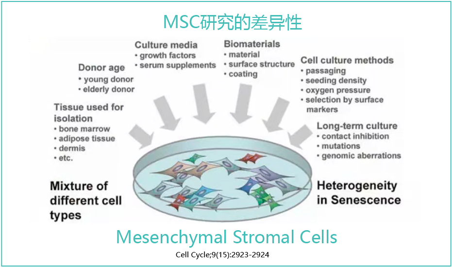 间充质干细胞：骨髓、脐带、脂肪，哪种来源的干细胞会更好呢？