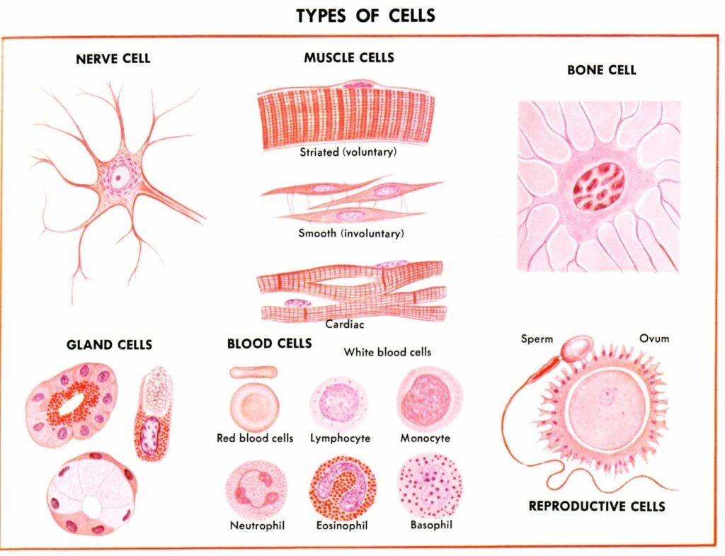 人体形形色色的细胞类型 人体形形色色的细胞类型