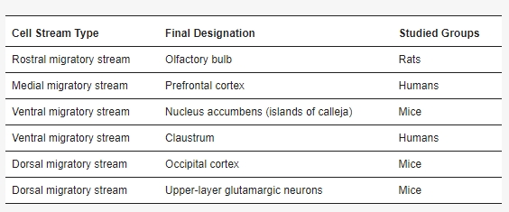 表2：大脑SVZ的主要祖细胞流类型