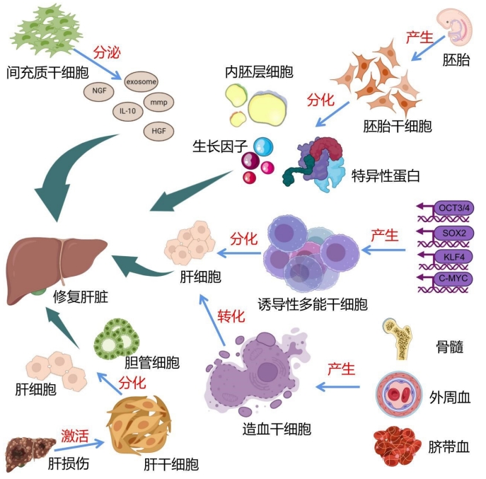 图4：干细胞治疗肝脏疾病的干细胞种类和作用机制图