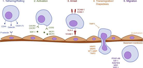图3：间充质干细胞的归巢特性