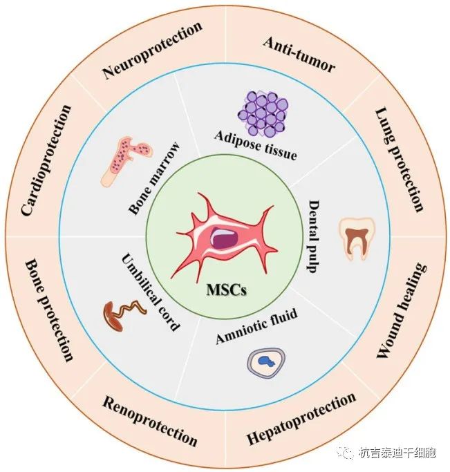 图1：间充质干细胞的来源和应用