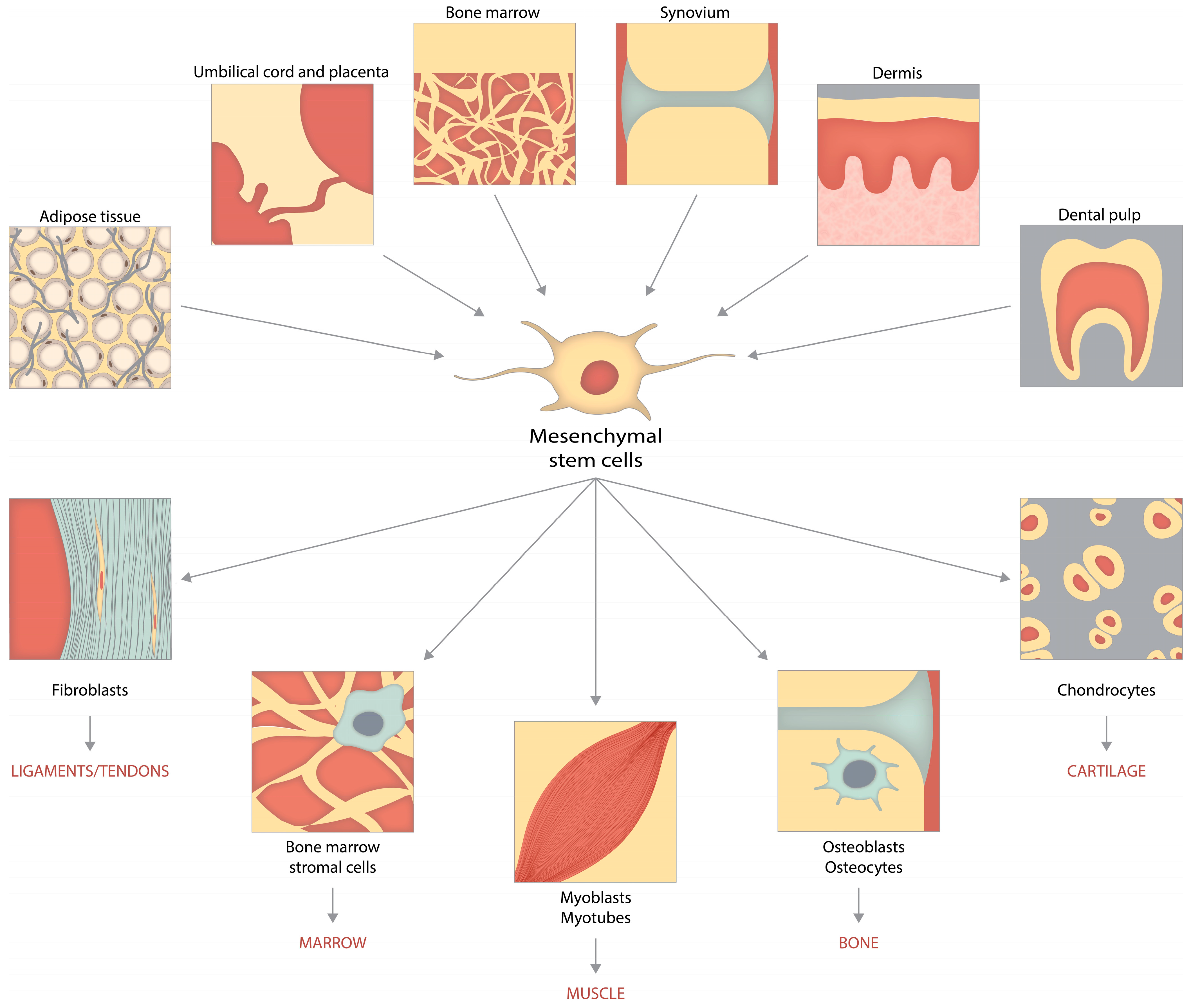 图1：说明了间充质干细胞的来源和分化可能性