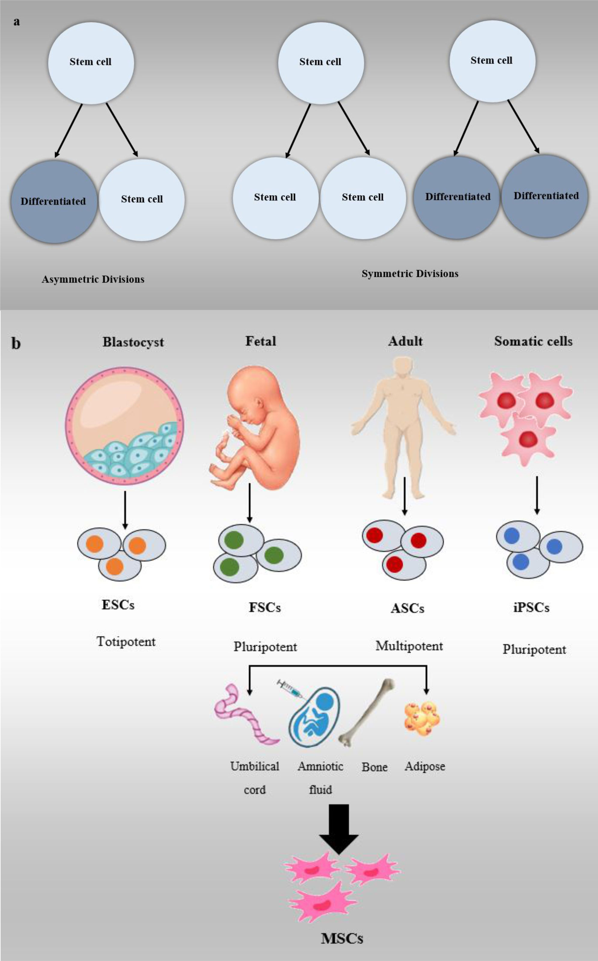图3:干细胞分类 图3:干细胞分类