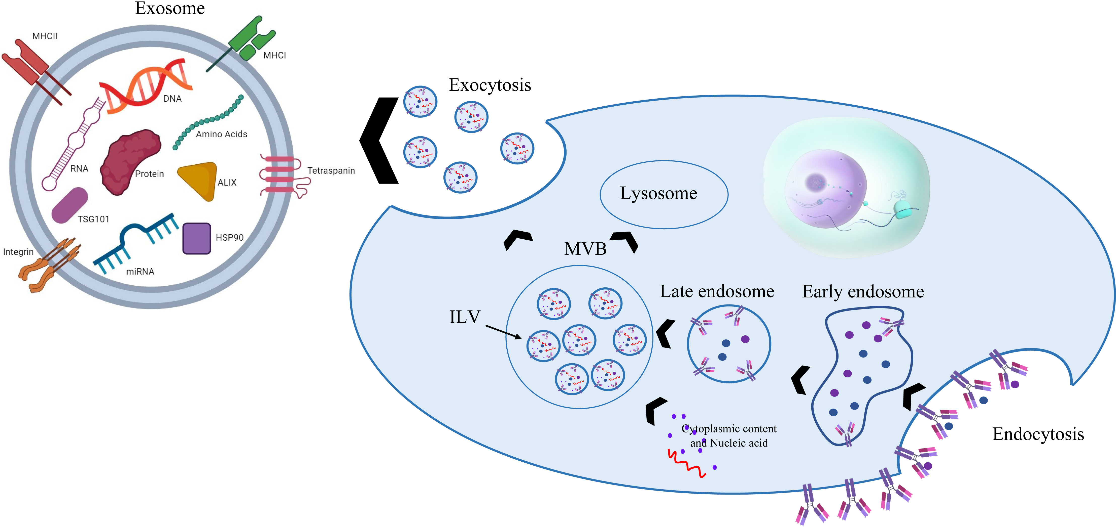 图4:干细胞外泌体的生物发生和结构 图4:干细胞外泌体的生物发生和结构
