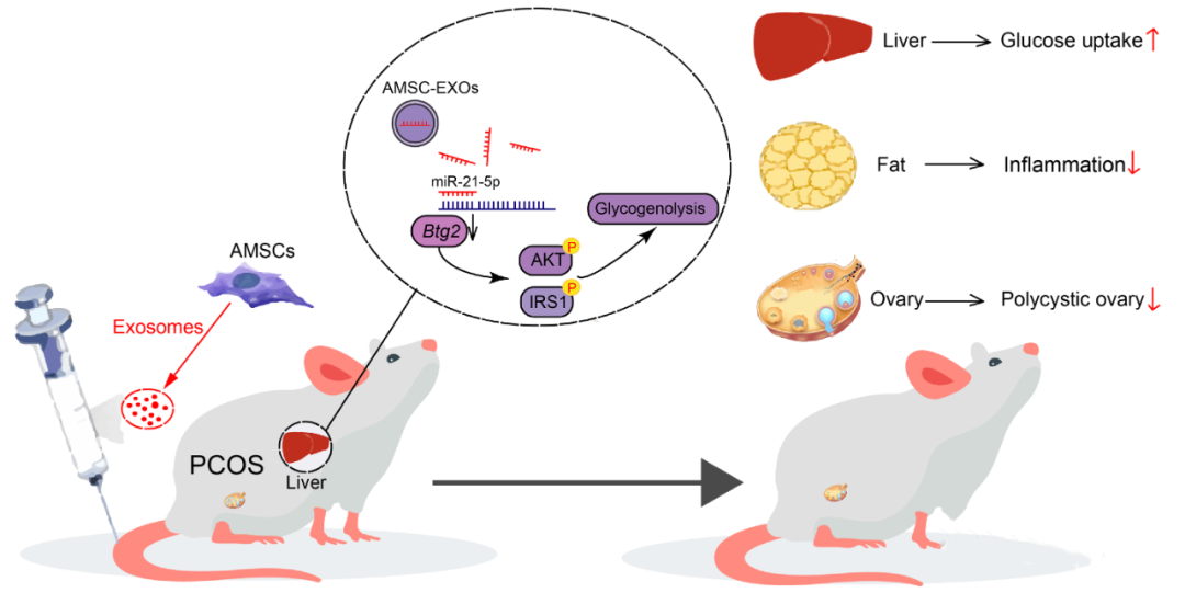 研究示意图 研究示意图