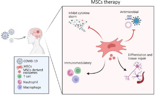 图1：间充质干细胞治疗新冠病毒及相关中风的拟议作用机制的示意图
