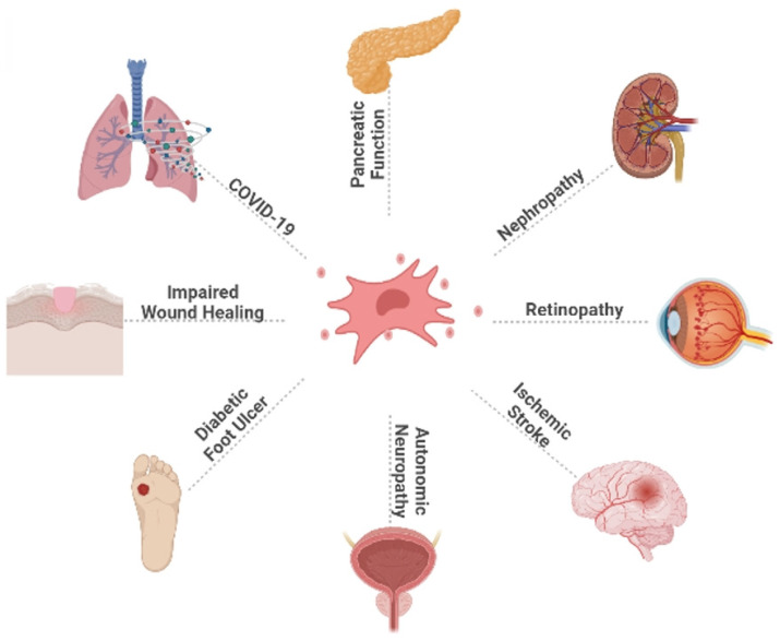 图2：脐带间充质干细胞治疗对糖尿病及其并发症的广泛影响