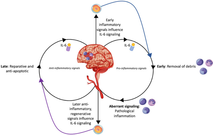 图1：干细胞对中风患者白细胞介素-6的调节作用