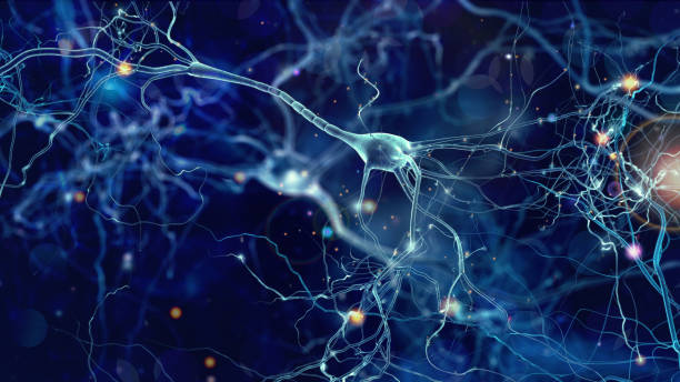 神经干细胞再激活及其在神经系统疾病中的研究进展
