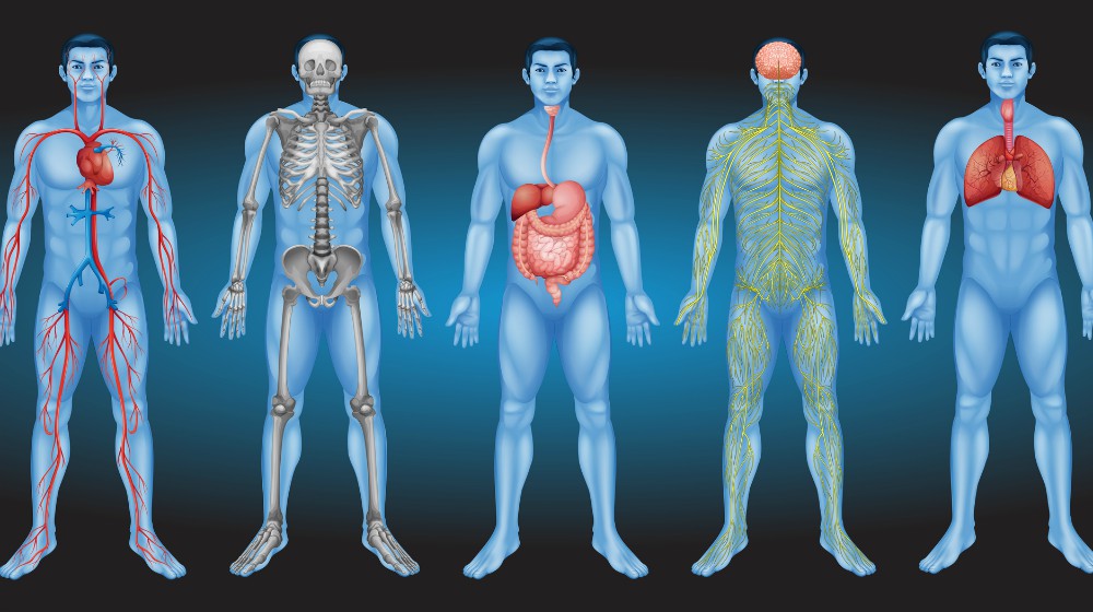 干细胞从何而来