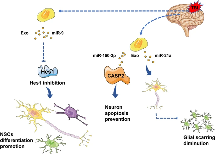 图1：神经干细胞外泌体与周围微环境之间的细胞通讯示意图。