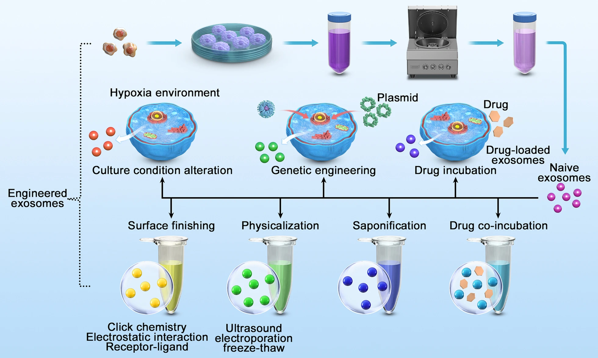图4：工程外泌体的制备策略：细胞工程和外泌体工程。